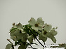 미국산딸나무 (flowering dogwood)꽃