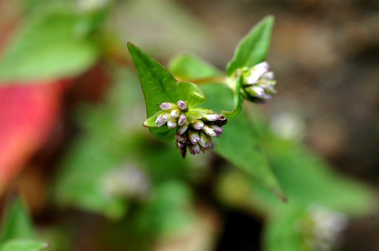 2009 천왕봉 산행(4) 제석봉을 지나며,,