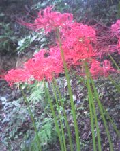 상사화(실제 품종이름은 '꽃무릇')10.9.26日