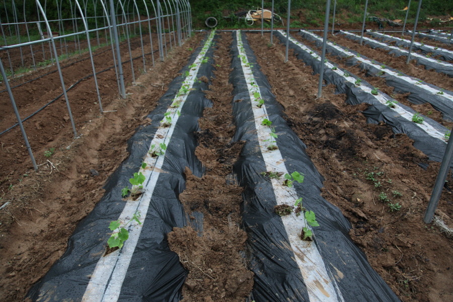 사두오이모종 여주모종 수련 판매 합니다