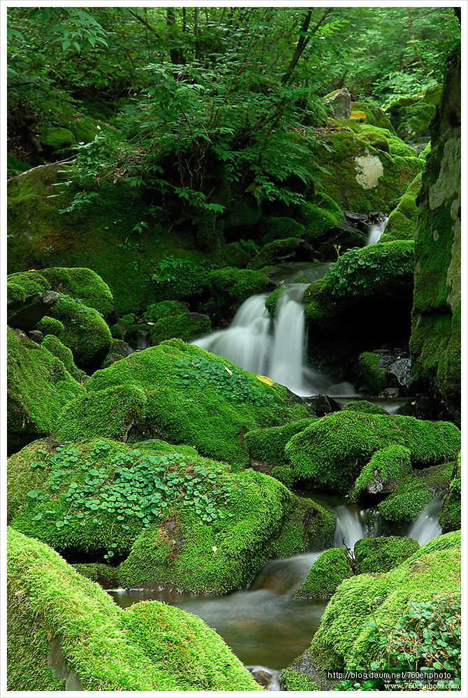 사라진 이끼계곡(2006.6.24)