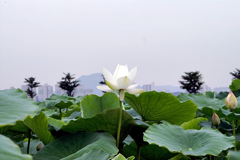 관곡주유소 이미지