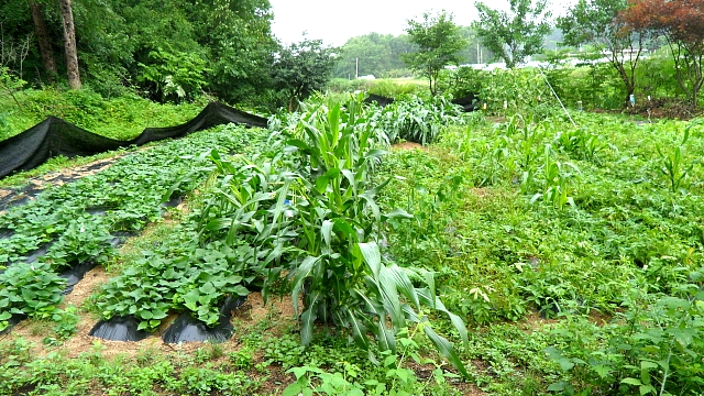 2011년 6월의 농사일지