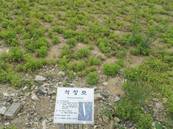 금호강의 야생화