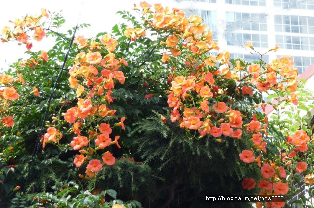 능소화 (凌霄花 )