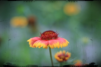 노래 듣기) Sex Bomb - Max Raabe - CF Top 20 Vol.8 