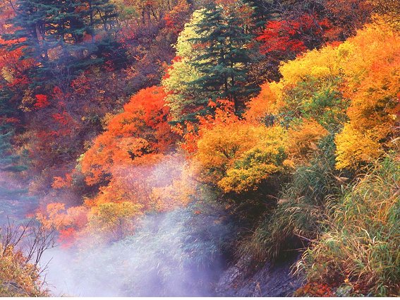 술시 이미지