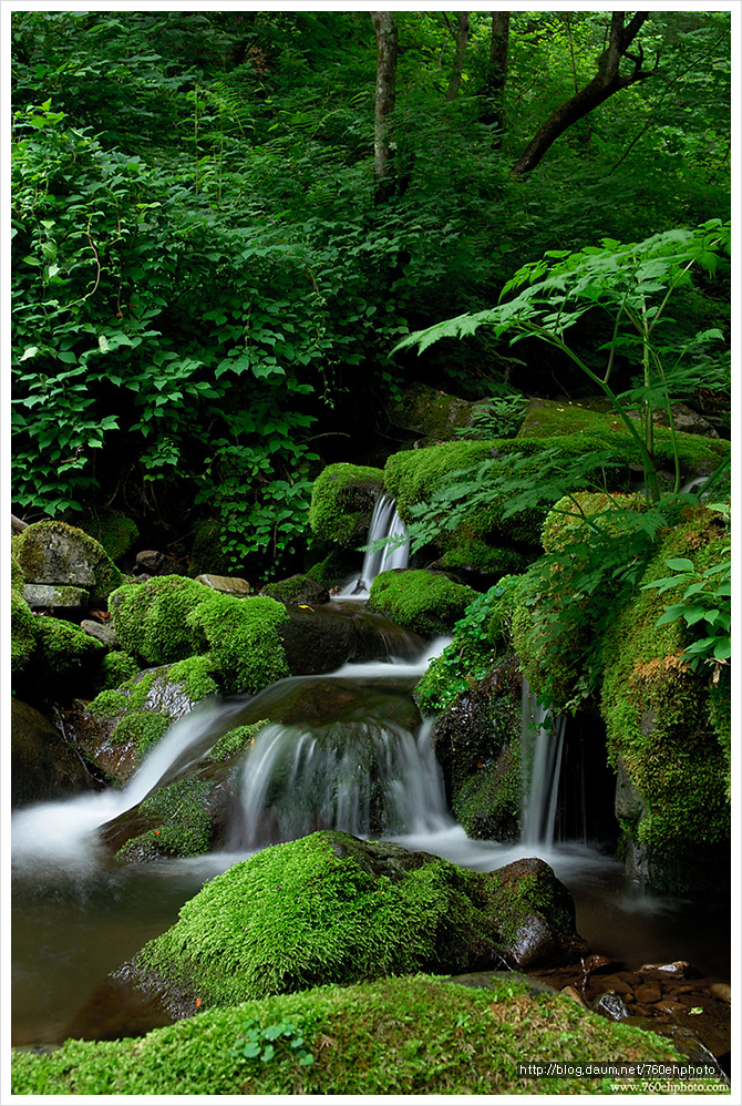 사라진 이끼계곡(2006.6.24)