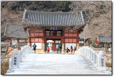 선운사에 동백꽃 필때면 생각나는 노래! 송창식의 <선운사>