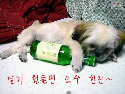 백구 이미지