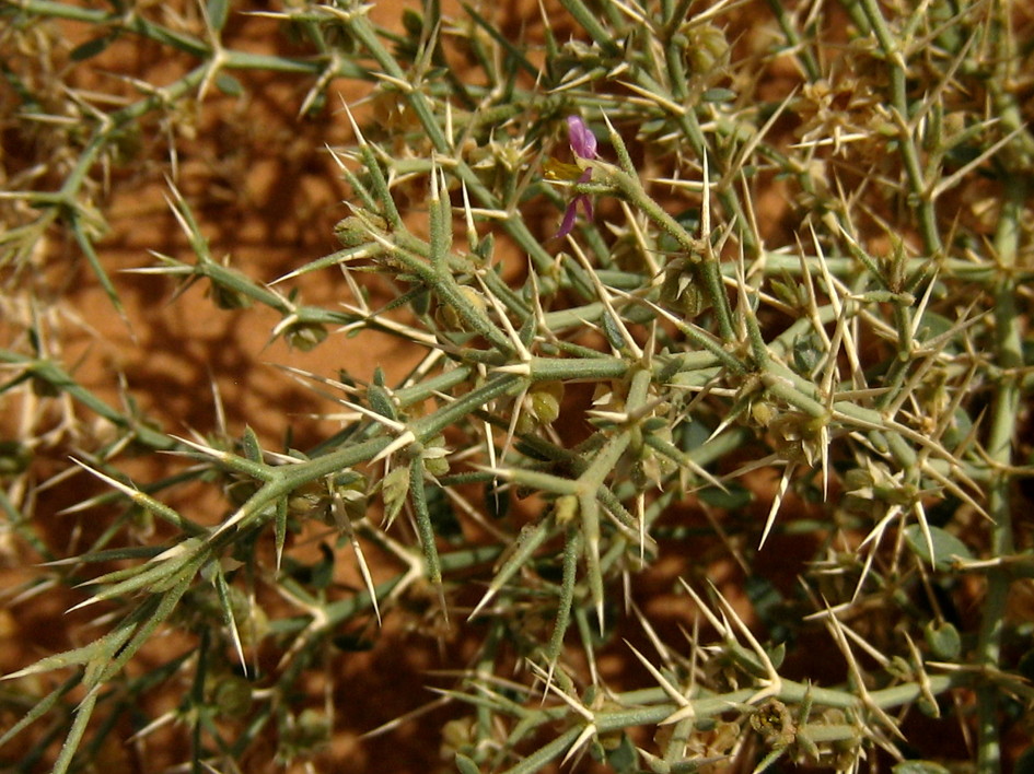 가시파고니아 Fagonia bruguieri DC.