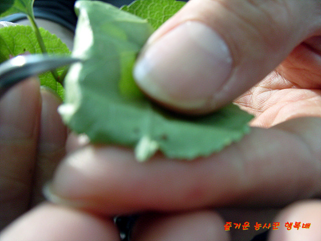 작은 곤충, 놀라운 세계