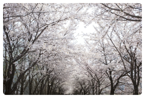 혼자 밥먹기 레벨/혼자 밥먹기 등급 | 인스티즈