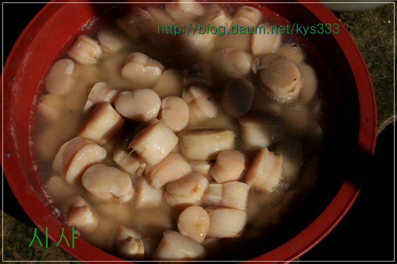 장흥 키조개와 바닷가 풍경...2011. 10월.