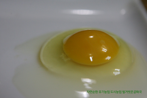 닭 사육에 보리을 이용한 바닥관리와 닭 생체리듬 감성살리기...
