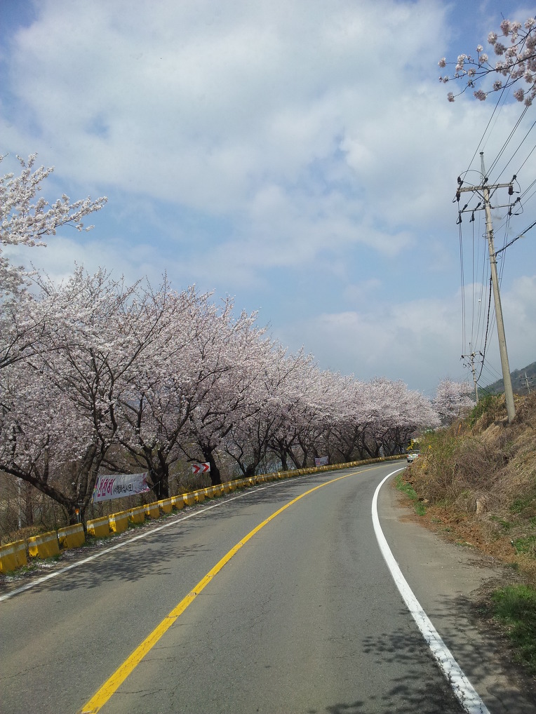 경주 벚꽃