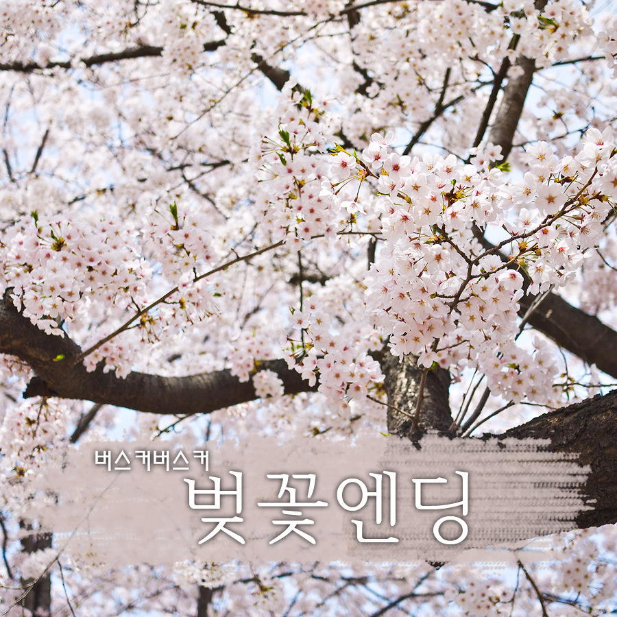 버스커버스커- 벚꽃엔딩 