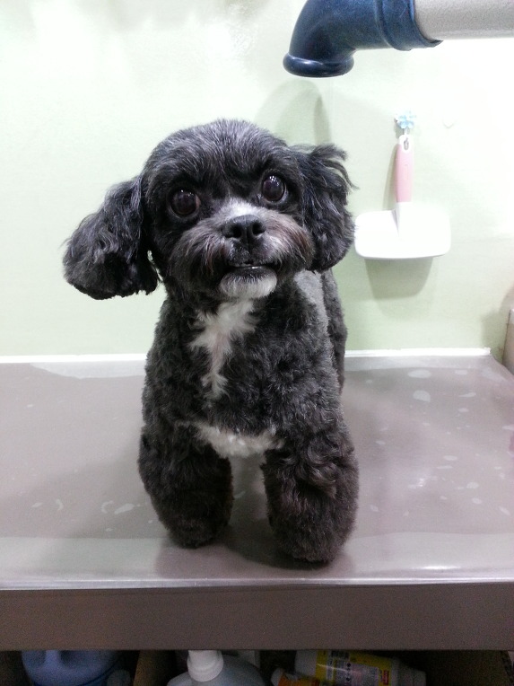 가장동 애견미용, 대전서구 애견미용, 대전애견미용, 푸들미용, 말티미용, 포메미용, 시츄미용, 시추미용, 애견미용 잘하는곳, 가위컷미용, 애견호텔,