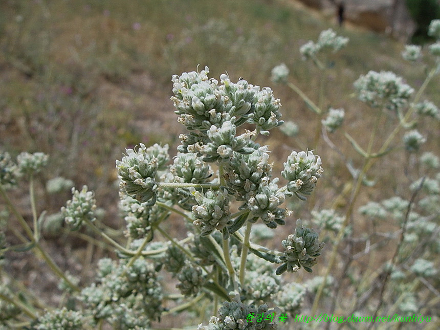 터키 야생화(1)-한강의 꽃