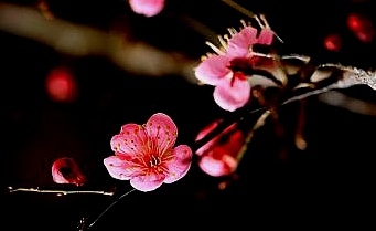 겨울밤에 짓다