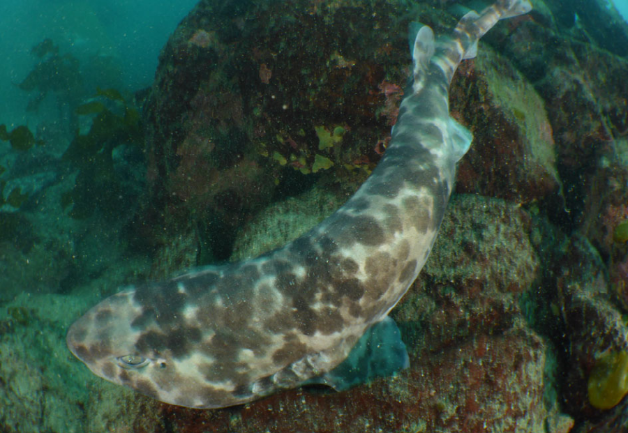 복상어(학명:Cephaloscyllium umbratile), 울릉도해안에서 잡힌 복상어.
