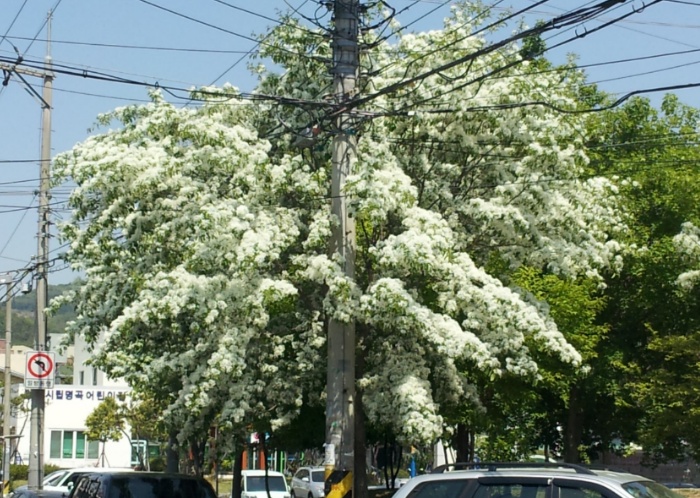 포원 이미지