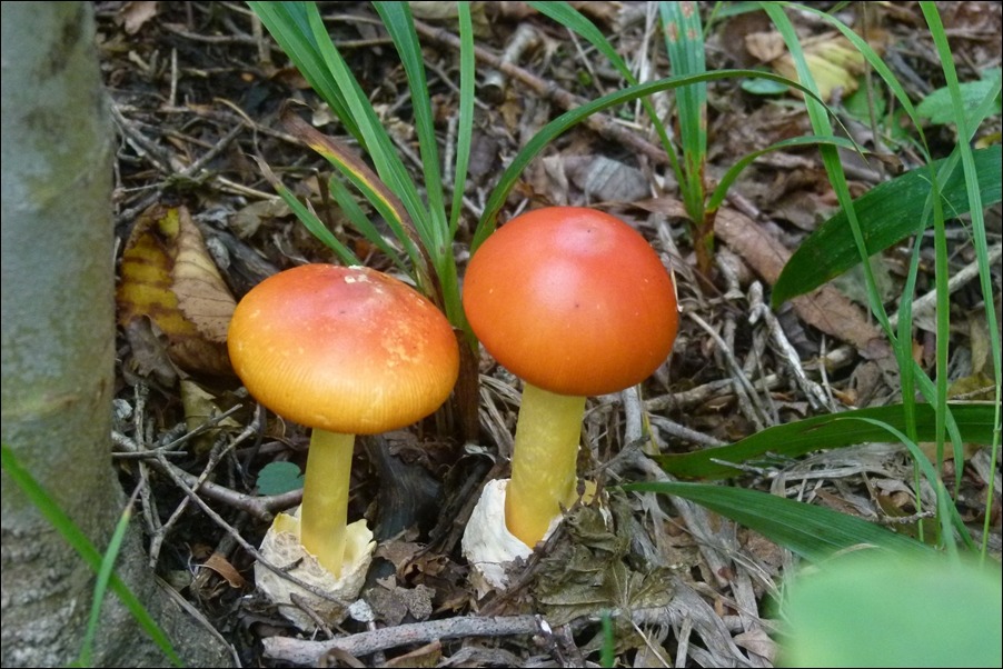 달걀버섯, 세발버섯(2013.08.01 대간길)