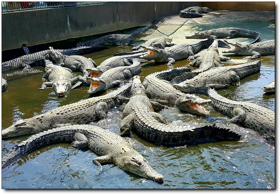 [일본큐슈여행] 벳푸지옥순례에서 악어도 만나고 스님도 만나고~