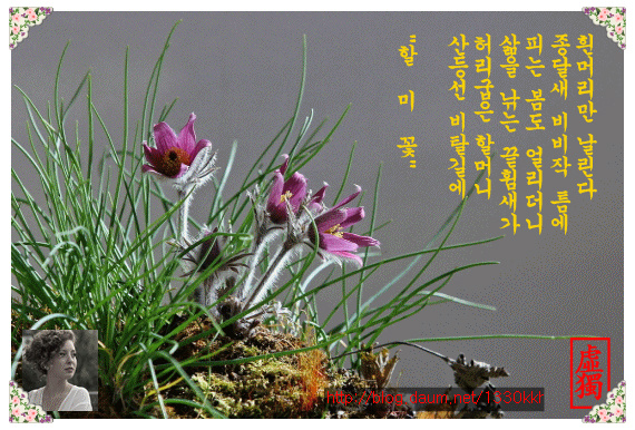 할미꽃