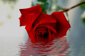 스위시 자료 소스 종합6 - 꽃,어항