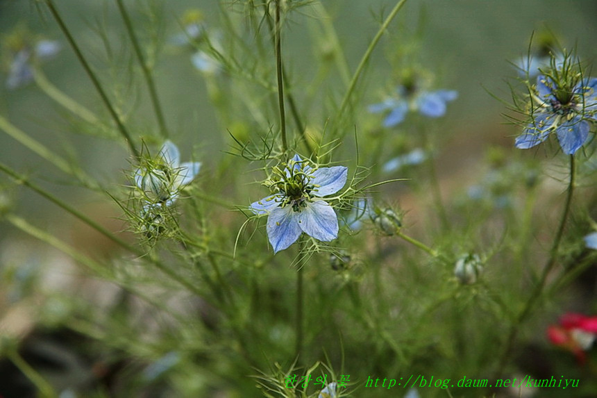 몽트뢰 꽃길(3)-한강의 꽃