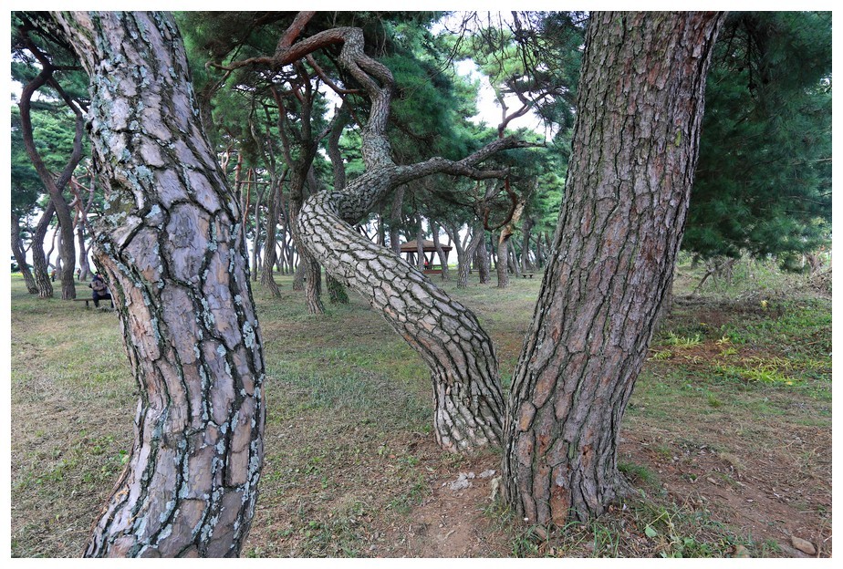 초가을에 찾아간 임한리 솔밭