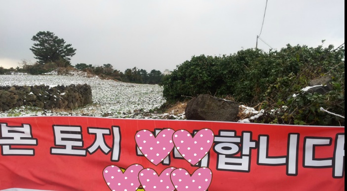 제주도는 황금의 땅이다. 