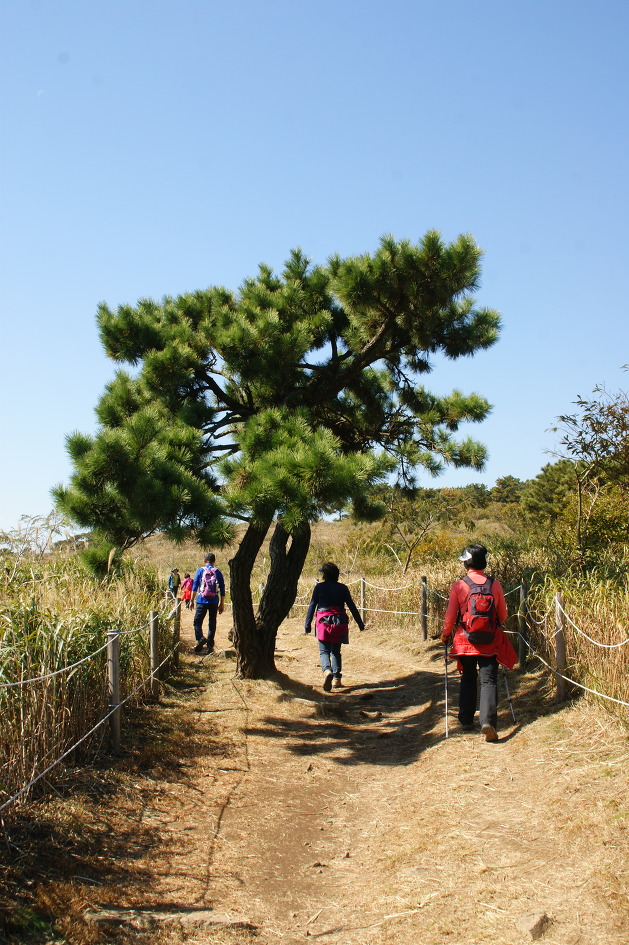 엄광산 ~ 구덕산 ~ 승학산(14.10.18 (토)) 억새