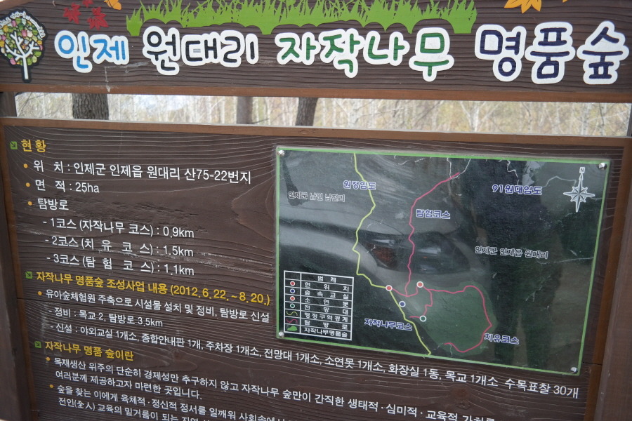 인제 원대리 자작나무 숲