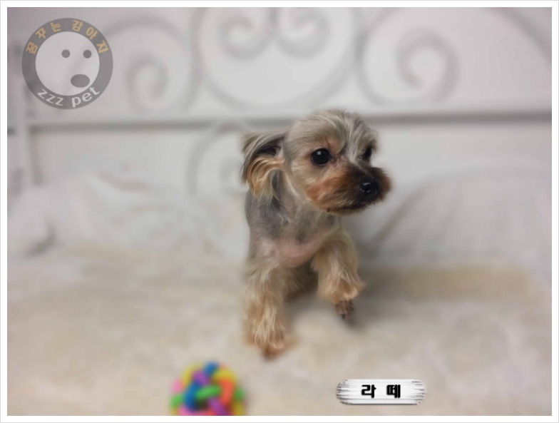 요크셔테리어<Yorkshire terrier>미용 "대전애견미용_가위컷전문"