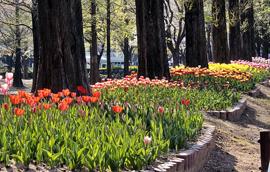 ♣♬ 김해시 연지공원 돌아보기[20190404]♪♣