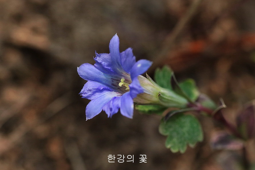 구슬붕이