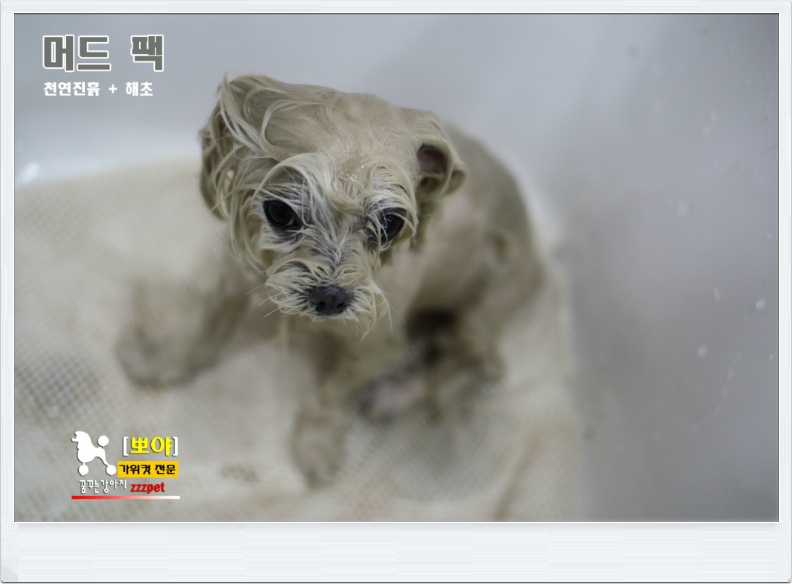 대전 강아지 머드팩 / 애견미용 / 허브팩마사지, 애견미용잘하는곳!