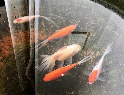 [취미/열대어] 함께 좀 살자!