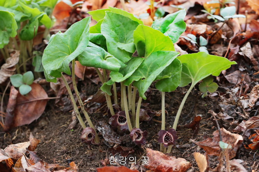 족도리풀