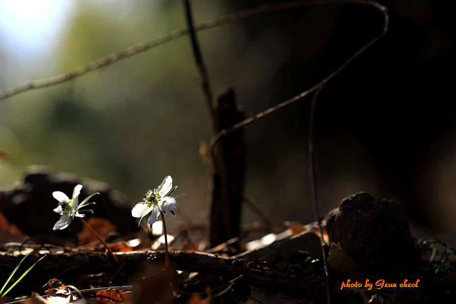 변산바람꽃..2019.02.24