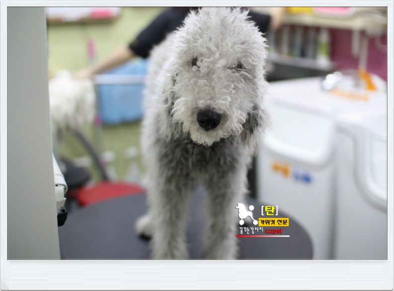 대전 베들링턴 테리어(Bedlington Terrier) 애견미용 #꿈꾸는강아지