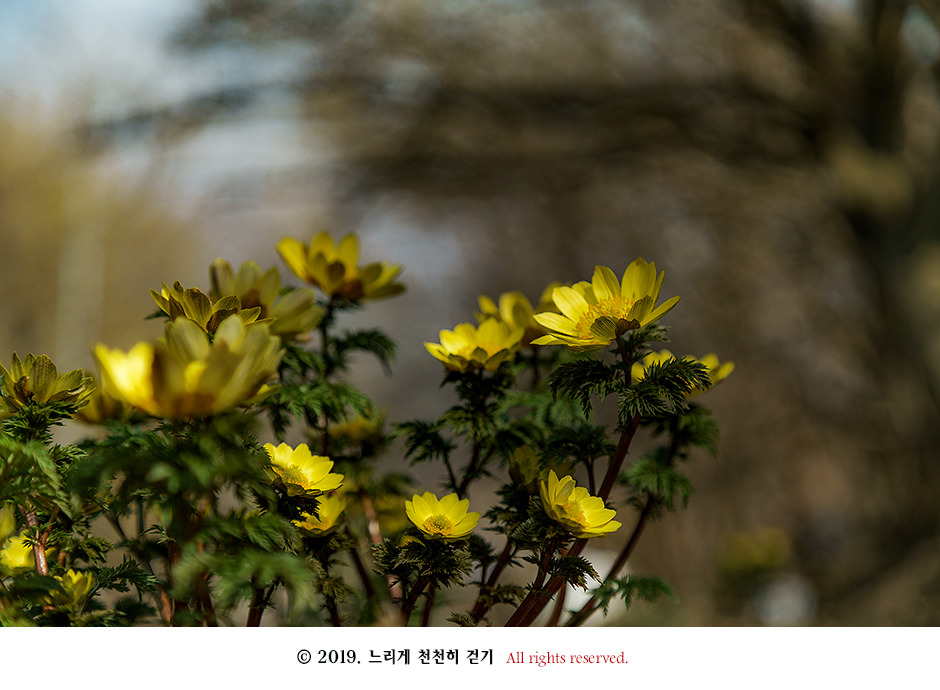 구례 현천마을의 노란 봄빛과 천년의 나무 계척마을 산수유시목지
