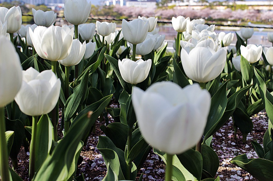 ♣♬ 김해시 연지공원 돌아보기[20190404]♪♣