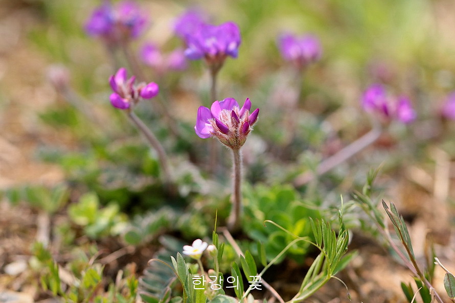 애기자운(털새동부)