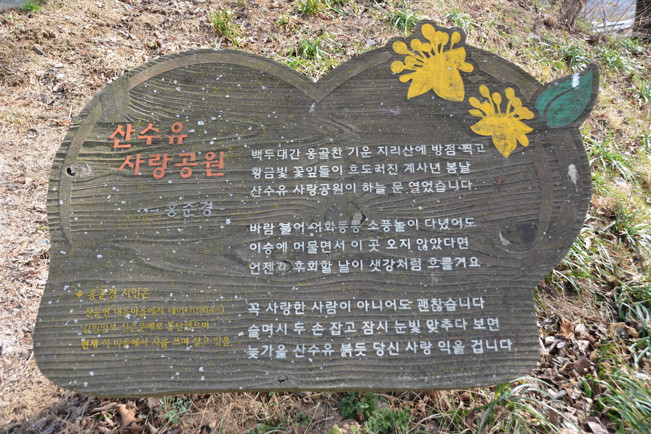 샛노란 산수유를 만나고 오던날~