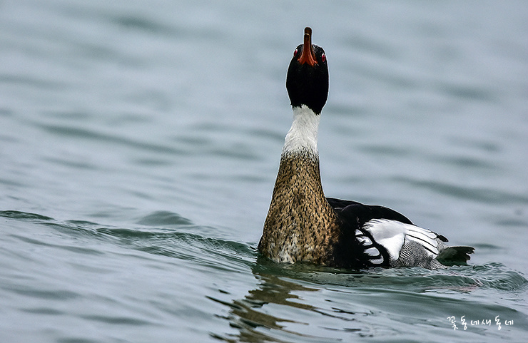 <바다 비오리>미워하지 말고 잊어버려라