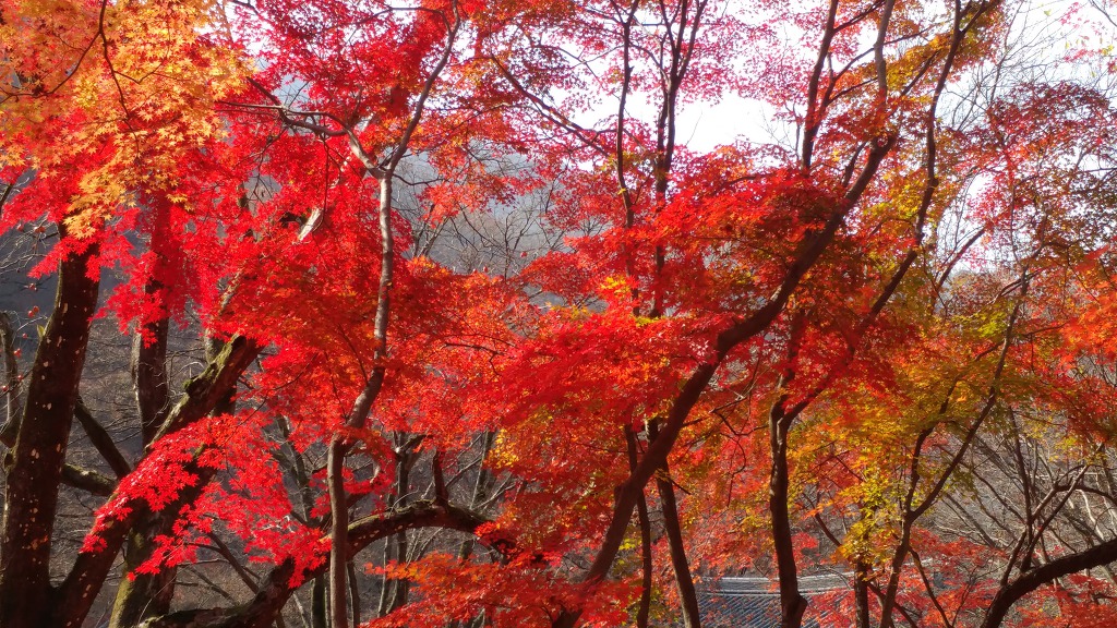 내장산