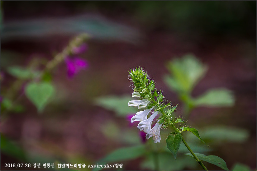 현삼과 며느리밥풀(Melampyrum : 메람피룸)속 알아보기